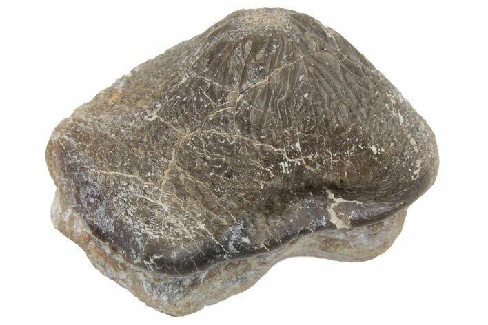 Fossil Crusher Shark (Ptychodus) Tooth - Kansas #211732